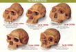 skulls-hominid-564x400