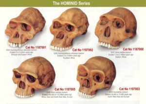 skulls-hominid-564x400